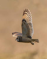 Short Eared Owl, Hawling, Gloucestershire (more from Hawling in Short Eared Owl gallery- Birds)