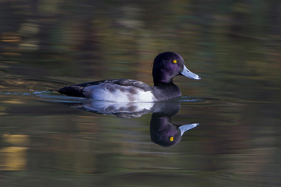Tufted Duck, Forest of Dean, Gloucestershire