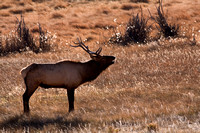 Elk, Rocky Mtn NP