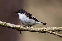Pied Flycatcher, Gilfach, Powys
