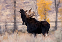 Moose, Grand Tetons