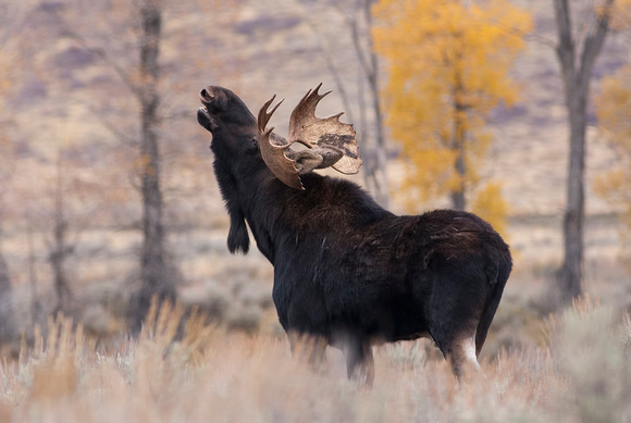 Moose, Grand Tetons