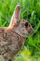Rabbit,Worcestershire