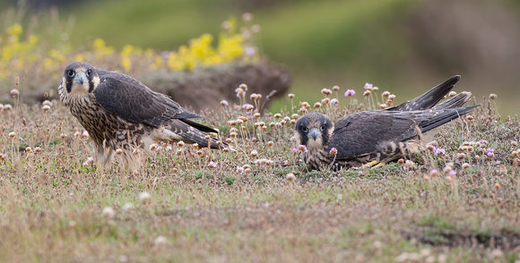 Peregrine Falcon, Pembrokeshire