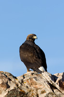 Golden Eagle, Colorado NM