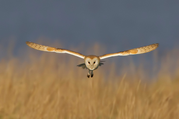Barn Owl,  Aust Warth Gloucestershire