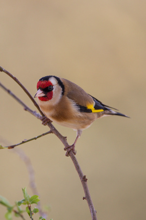 Goldfinch, Gloucestershire