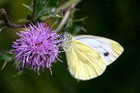 Small White, Knapp and papermill, Worcestershire