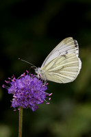 Green Veined White, Trench Wood, Worcestershire