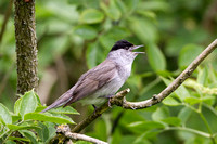 Blackcap,  Knapp and Papermill NR, Worcestershire