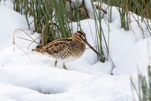 Common Snipe, Worcestershire
