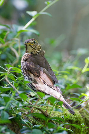 Song Thrush, Worcestershire