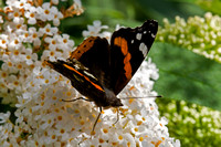 Red Admiral, Worcestershire