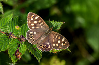 Speckled Wood, Trench Wood,Worcestershire