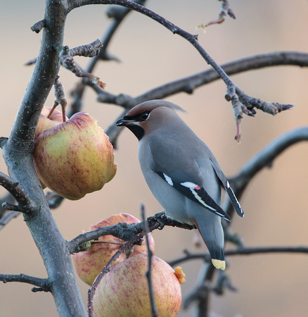 Waxwing,  Worcestershire
