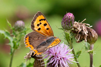 Small Copper, Knapp and Papermill, Worcestershire