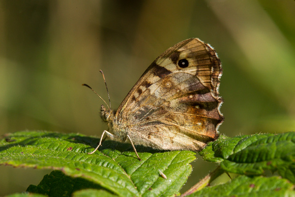 Speckled Wood, Worcestershire