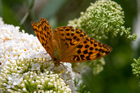 Silver-washed Fritillary, Worcestershire