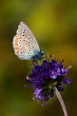 Common Blue, Trench Wood, Worcestershire
