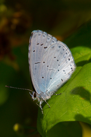 Small Blue, Knapp and Papermill, Worcestershire
