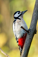 Great Spotted Woodpecker, Gloucestershire