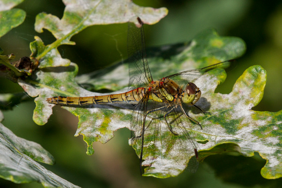 Common Darter, Trench Wood, Worcestershire