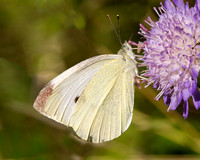 Small White, Worcestershire