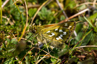 Silver Spotted Skipper, Aston Rowant, Oxfordshire