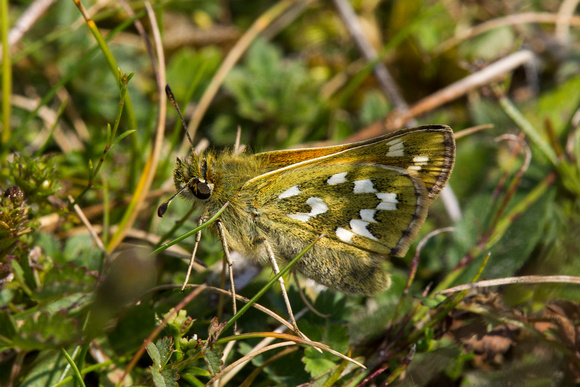 Silver Spotted Skipper, Aston Rowant, Oxfordshire