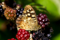 Speckled Wood, Worcestershire