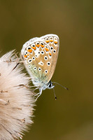 Common Blue, Knapp and Papermill, Worcestershire