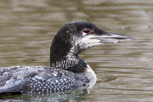 Great Northern Diver, Gloucestershire