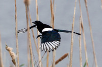 Magpie, Worcestershire