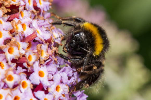Buff Tailed Bumblebee, Worcestershire