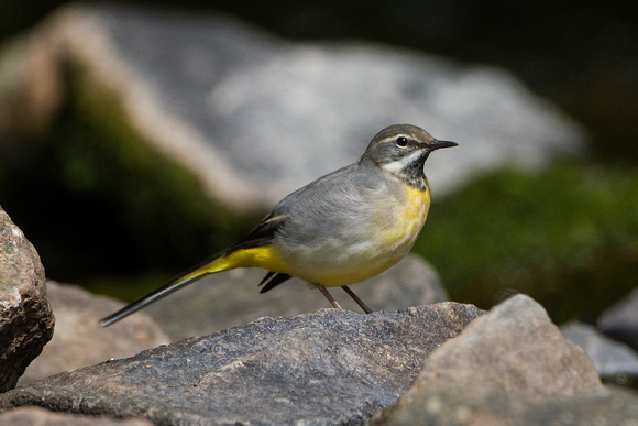 Grey Wagtail, Knapp and Papermill NR, Worcestershire