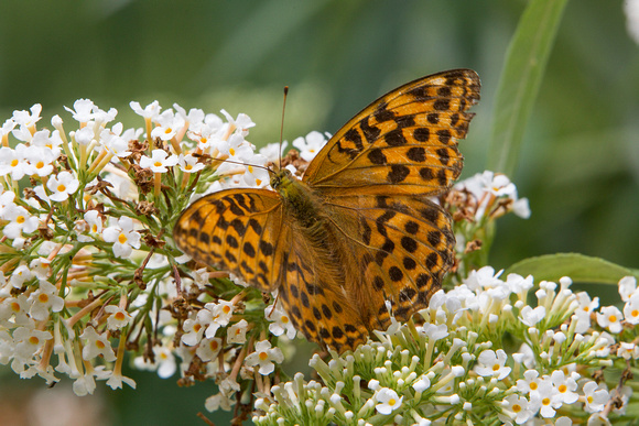 Silver-washed Fritillary, Worcestershire