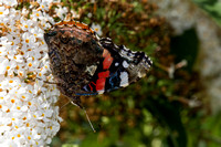 Red Admiral, Worcestershire