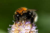 Tree Bumblebee, Trench Wood, Worcestershire