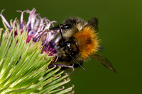 White-tailed Bumblebee, Worcestershire