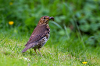 Song Thrush, Worcestershire
