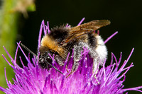 White-tailed Bumblebee, Worcestershire