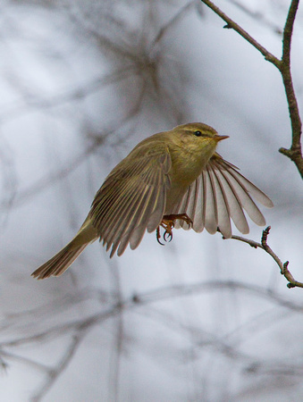 Willow Warbler, Forest of Dean