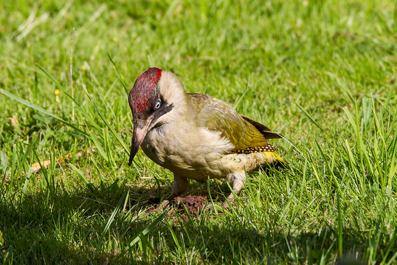 Green Woodpecker, Worcestershire
