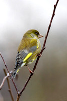 Greenfinch, Worcestershire