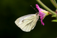 Green Veined White, Knapp and Papermill, Worcestershire