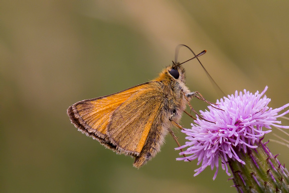 Small Skipper, Knapp and Papermill, Worcestershire