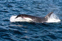 Killer Whale, Johnstone St. BC