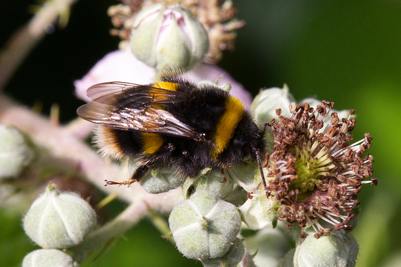 Buff Tailed Bumblebee, Worcestershire