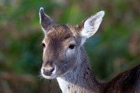 Roe Deer, Alcester, Warwickshire