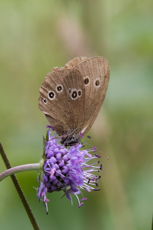 Ringlet, Trench Wood, Worcestershire